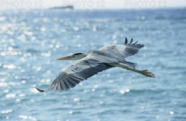 Grey heron in flight (Ardea cinerea)