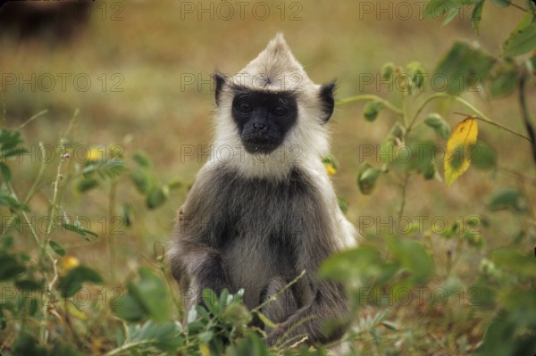 Hulman (Semnopithecus entellus)