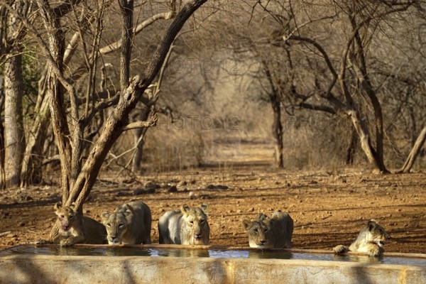 Lions at water tank, Gir Wildlife Sanctuary, Gujarat, India, Asia