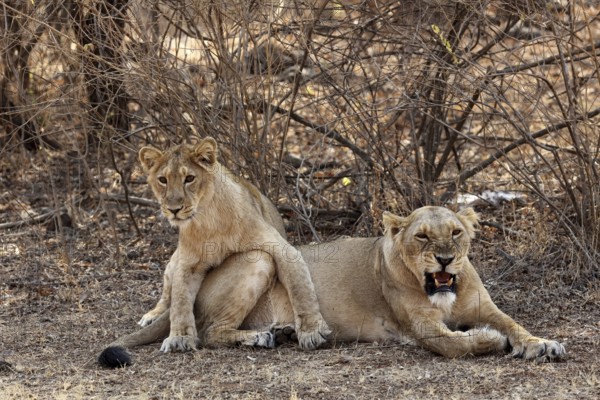 Lioness and cub, sasan gir, Gujarat, India, Asia