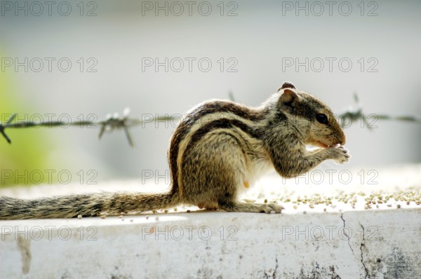 Squirrel eating (five palm Squirrel Funambulus pennanti)