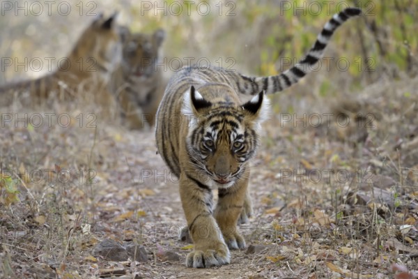 Young tiger cub walking in the dry forests of Ranthambore national park swinging his cute tail, with his brother and mother in the background