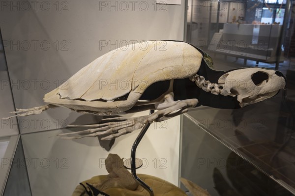 Atlantic bastard tortoise (Lepidochelys kempii), skeleton, specimen, exhibition, German Oceanographic Museum, Dominican Monastery, Stralsund, Hanseatic City, Mecklenburg-Western Pomerania, Germany