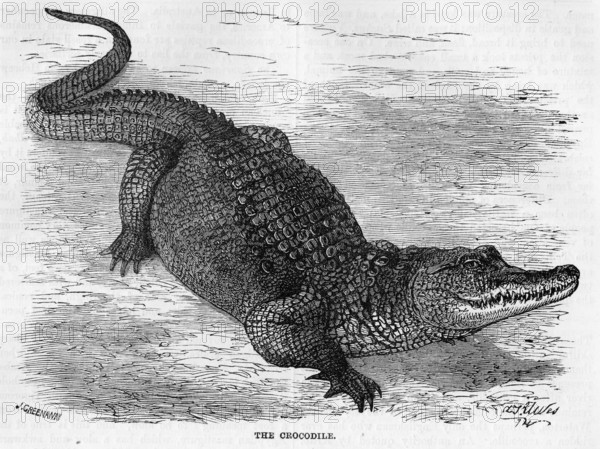 Engraving of a Nile crocodile (Crocodylus niloticus)
