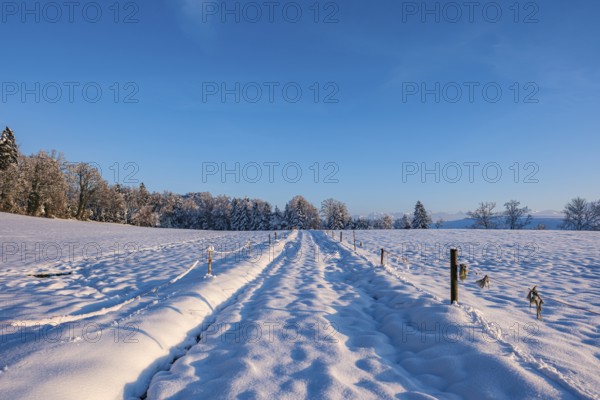 Snow-covered path leads through a wintry landscape with deep blue sky and shady trees, Sempach, Lucerne, Switzerland