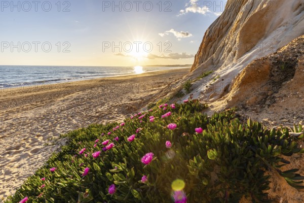 Cliffs on the Atlantic. Warm sunset in a landscape with purple flowers, Carpobrotus acinaciformis. Red cliffs with breathtaking formations at Praia da Falésia beach, Algarve, Portugal