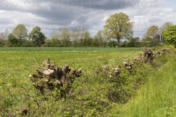 Agricultural spring landscape with a meadow and a coppiced hedgerow in May in Schleswig-Holstein, Germany. Coppicing is a method of hedgerow management