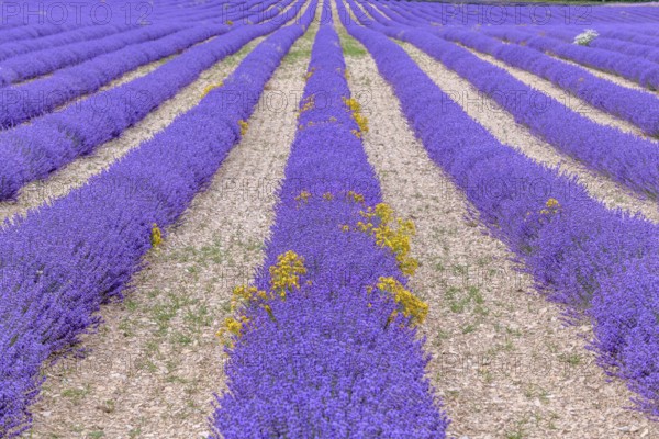 Lavender fields in bloom in Provence. Pays de Sault (Vaucluse)