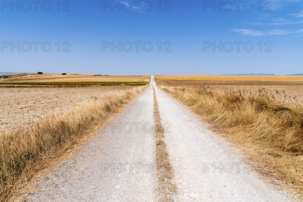 Dirt road through huge grain fields in the morning in summertime. Burgos, Spain