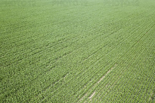 Aerial view of a green corn field. Corn Aerial
