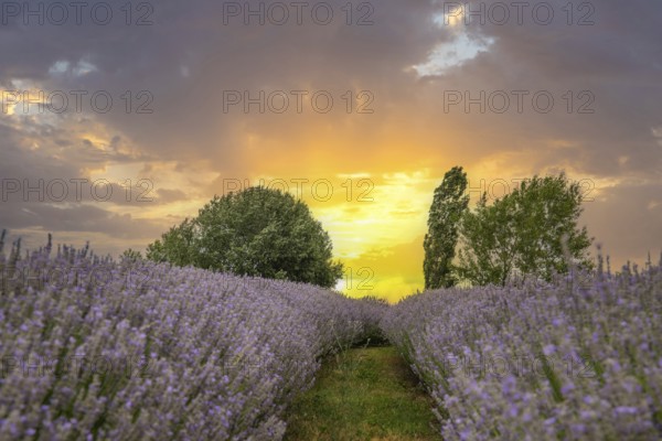 Beautiful summer evening in a lavender field. Large blue lavender bushes blooming in a cultivation area. Landscape shot at sunset at Lake Balaton, Hungary
