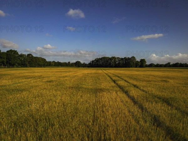 Golden wheat field with traces of a tractor under a clear blue sky, agriculture, grain field in the morning in the municipality of Hude, Lower Saxony, Germany