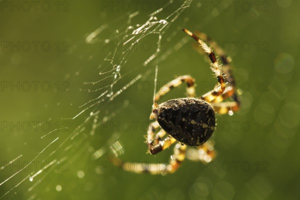 Spider is doing the web, macro view