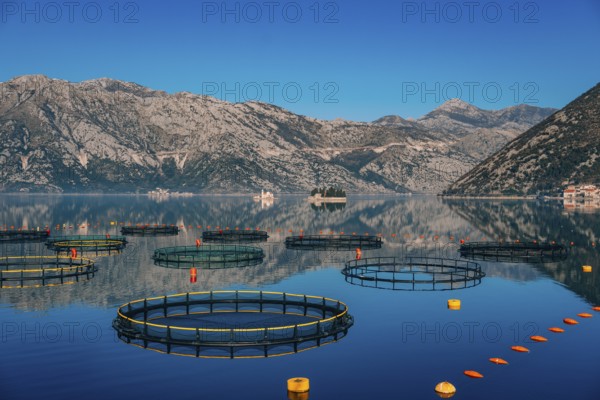 Fish farm in Montenegro. The farm for breeding and fish farming in the Bay of Kotor