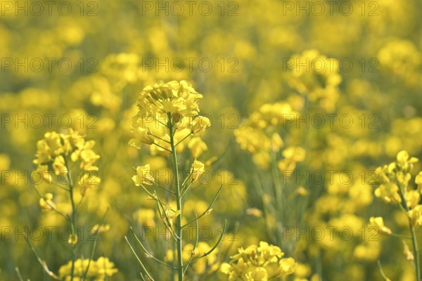 Rape with yellow flowers in the canola field. Foreground highlighted and blurred background. Product for edible oil and bio fuel. Nature from agriculture