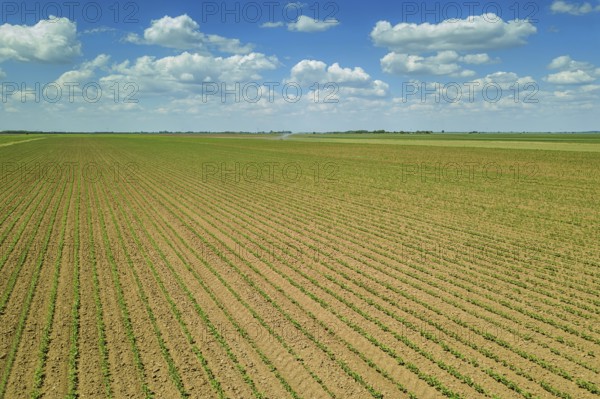 Aerial view soybean field. Young Soybean Aerial View