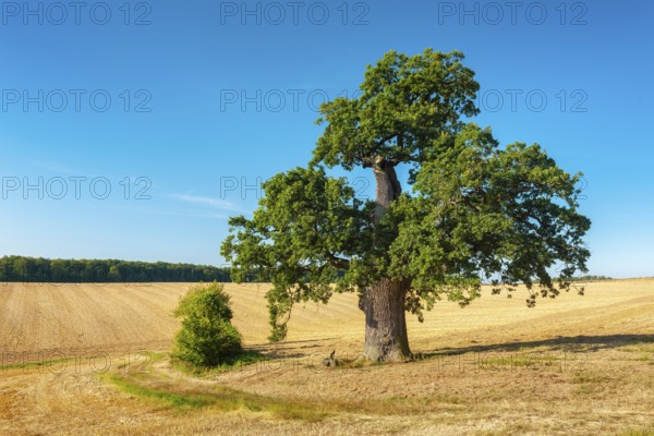 Old gnarled oak (Quercus), solitary tree in a stubble field, natural monument, Harz foreland, Saxony-Anhalt, Germany
