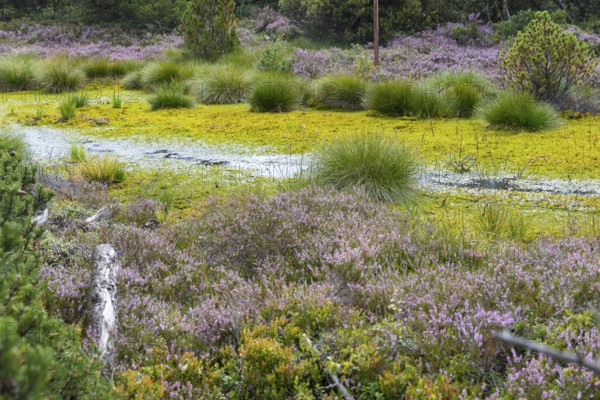 Still water in the Georgenfelder Hochmoor nature reserve, Zinnwald, Osterzgebirge, Saxony, Germany