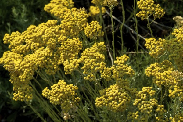 Italian Helichrysum (Helichrysum italicum) . Plant used in perfumery because of its aromas similar to curry