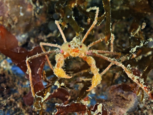 A scorpion spider crab (Inachus), spider crab with long legs and orange-coloured claws on the seabed. Dive site Rinvyle, Co. Galway, Irish Sea, North Atlantic, Ireland