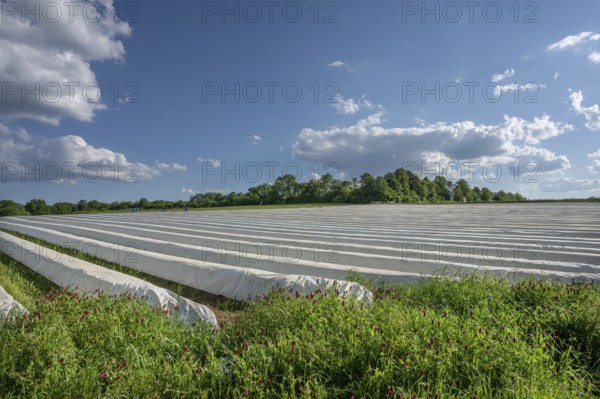 Asparagus field covered with white foil against the light, incarnate clover (Trifolium incarnatum) flowering in the foreground, Middle Franconia, Bavaria, Germany