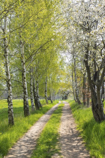 Hiking trail through a young avenue near Fördergersdorf, Kurort Hartha, Saxony, Germany