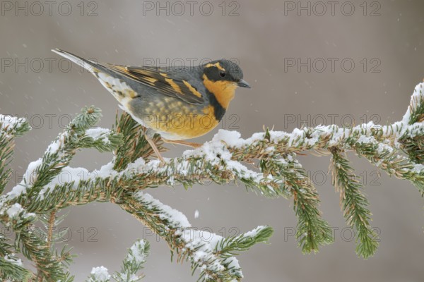 Varied Thrush (Ixoreus naevius) perched on a snowy branch, Alaska, USA