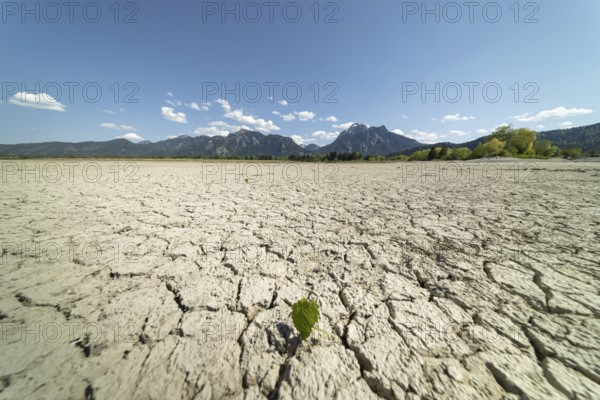 Cracked, dried out ground, waterless Forggensee in spring, behind it Tegelberg massif and Säuling, Ammergau Alps, near Füssen, Ostallgäu, Bavaria, Germany
