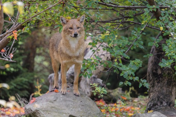 A golden jackal (Canis aureus) stands on a rock between bushes at the edge of the forest