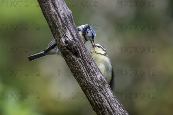 Blue tits (Parus caerulea), feeding young animals, Emsland, Lower Saxony, Germany