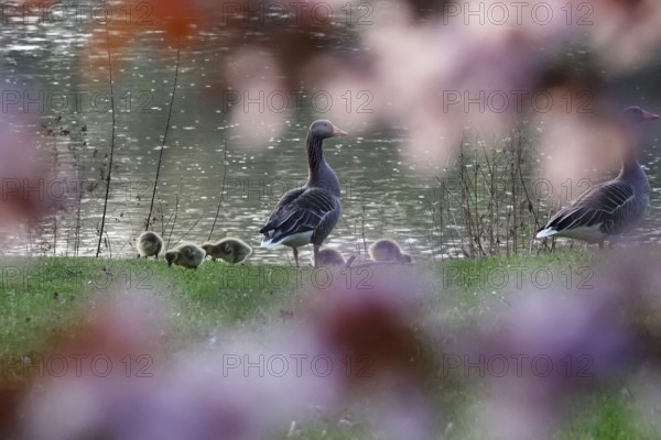 Greylag geese with offspring, April, Germany