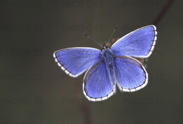 Common blue (Polyommatus icarus) butterfly close up