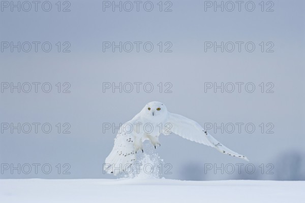 Male snowy owl (Nyctea scandiaca) (syn. Bubo scandiaca) shortly after take-off, snow dusting up, talons visible, blue hour, Quebec, Canada