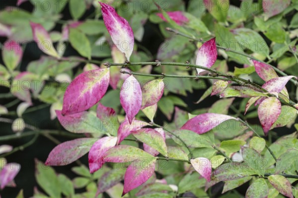 European spindle (Euonymus europaeus), autumn foliage, Emsland, Lower Saxony, Germany