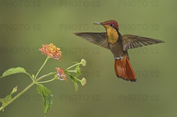 Ruby-topaz Hummingbird (Chrysolampis mosquitus), Trinidad and Tobago