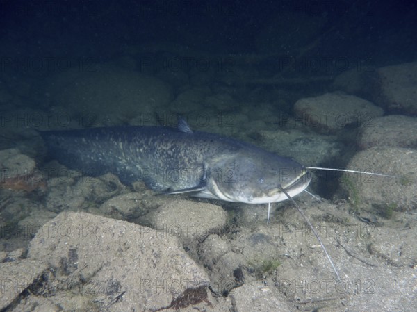 A catfish (Silurus glanis), Waller, with long barbels resting on a stony ground, dive site Zollbrücke, Rheinau, Canton Zurich, Rhine, High Rhine, Switzerland, Germany