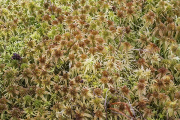 Marsh peat moss (Sphagnum palustre), Province of Drenthe, Netherlands
