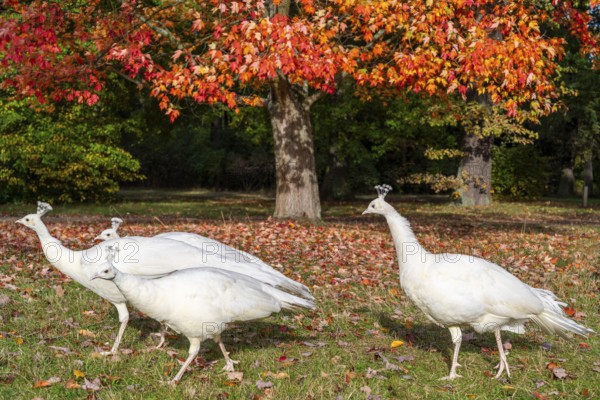 White peacocks, a mutation of the Indian peafowl (Scalloped ribbonbonfish) under a maple tree with red leaves, Peacock Island Landscape Park, UNESCO World Heritage Site, Wannsee, Berlin, Germany