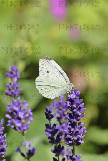A Cabbage butterfly (Pieris brassicae) sucking nectar on the flower of true lavender (Lavandula angustifolia), in a natural environment in the wild, nice bokeh in the background, wildlife, insects, butterflies, butterflies, Wilnsdorf, North Rhine-Westphalia, Germany