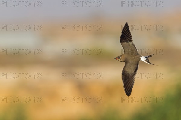 Rotfluegelbrachschwalbe, Rotflügelbrachschwalbe, Collared Pratincole, Glareola pratincola, Glaréole à collier, Canastera Común