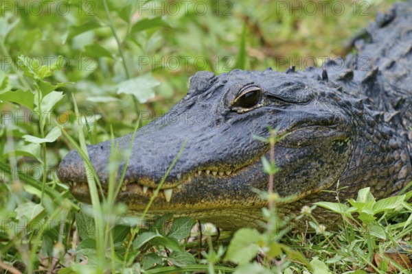 American alligator (Alligator mississippiensis), in the meadow, spring, Shark valley, Everglades National Park, Florida, USA