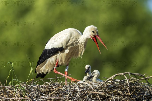 Stork calling with open beak, two chicks in the nest, white stork (Ciconia ciconia), wildlife, Germany