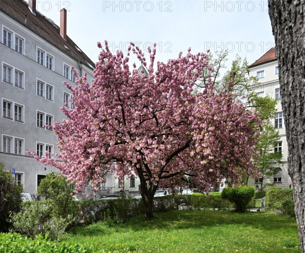 Japanese Cherry, Japanese Blossom Cherry, Oriental Cherry, Japanese Cherry Tree, Japanese Blossom Cherry Tree (Prunus serrulata)