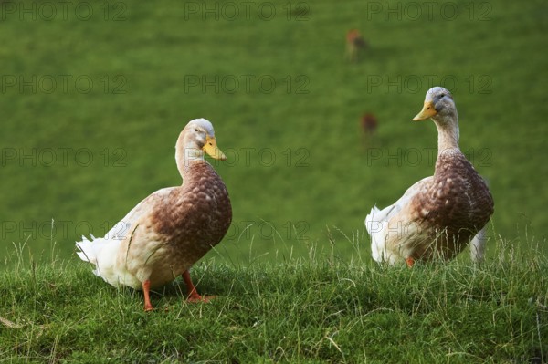 Domestic duck (Anas platyrhynchos domesticus), standing on a meadow, Wildpark Aurach Kitzbühel, Tirol, Austria