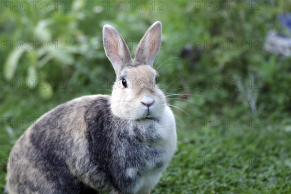 Rabbit (Oryctolagus cuniculus domestica), head, close-up, cute, the rabbit looks attentively into the camera with pricked ears