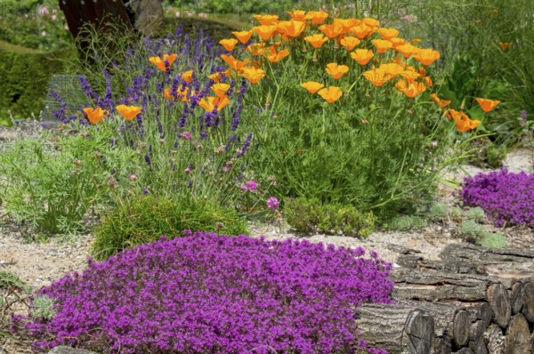 Red sand thyme (Coccineus), California poppy (Eschscholzia californica) and lavender, Münsterland district educational garden, North Rhine-Westphalia, Germany