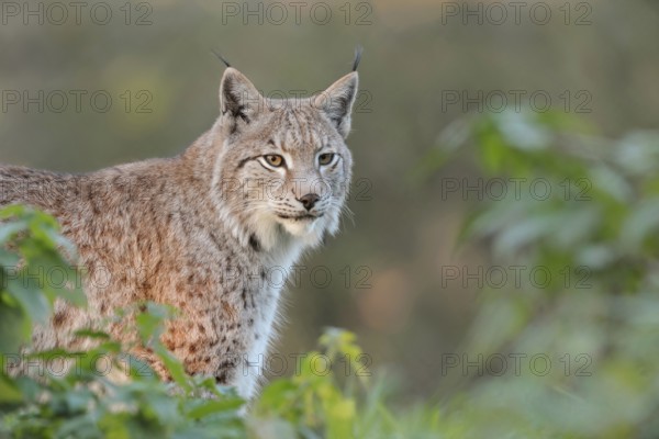 Brush ears and whiskers... Eurasian lynx, European lynx (Lynx lynx), adult animal with focussed gaze hidden in the bushes, wildcat, Germany