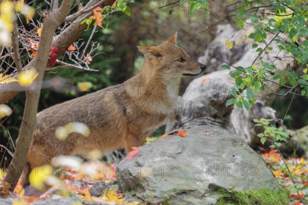 A golden jackal (Canis aureus) stands behind a rock between bushes at the edge of the forest