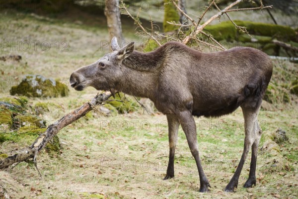 Elk (Alces alces) standing on a meadow on the edge of a forest, Bavaria, Germany
