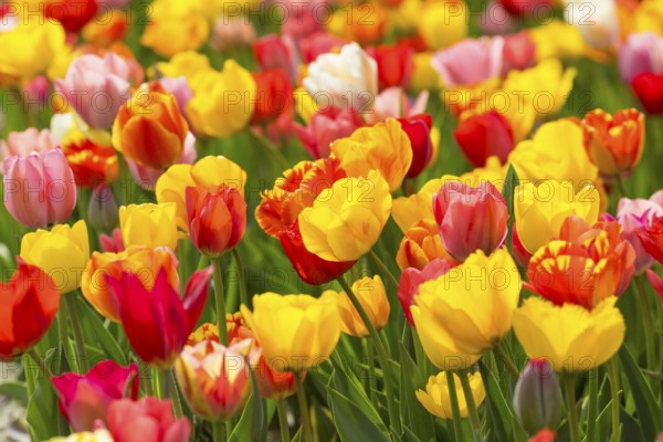 Colourful blooming tulips (tulpia) in a field for self-cutting flowers in Katzenberg, Nossen, Saxony, Germany